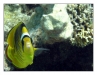2006_egypt_06