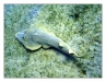 2006_Egypt_22