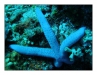 2006_Bunaken_hvezdice_001