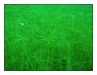20110705-Kulkwitzsee-16