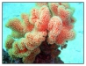 1117_Egypt_100